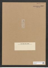 Diatomeae indet. Zeichnungen Sammlung Grunow Nr. 3269 (NHMW-BOT-W0370745)